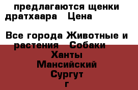 предлагаются щенки дратхаара › Цена ­ 20 000 - Все города Животные и растения » Собаки   . Ханты-Мансийский,Сургут г.